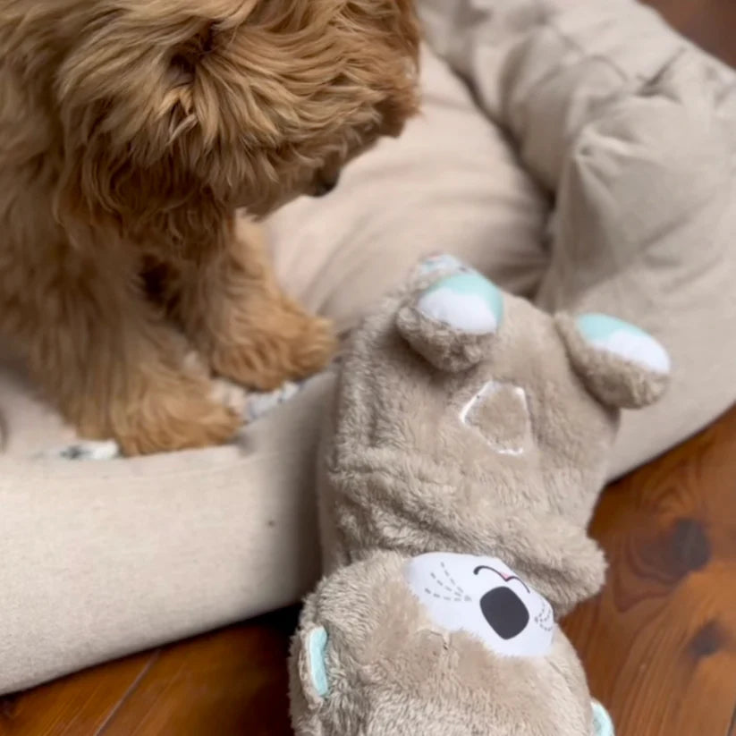 Chewie, la loutre qui aide à respirer et à se calmer