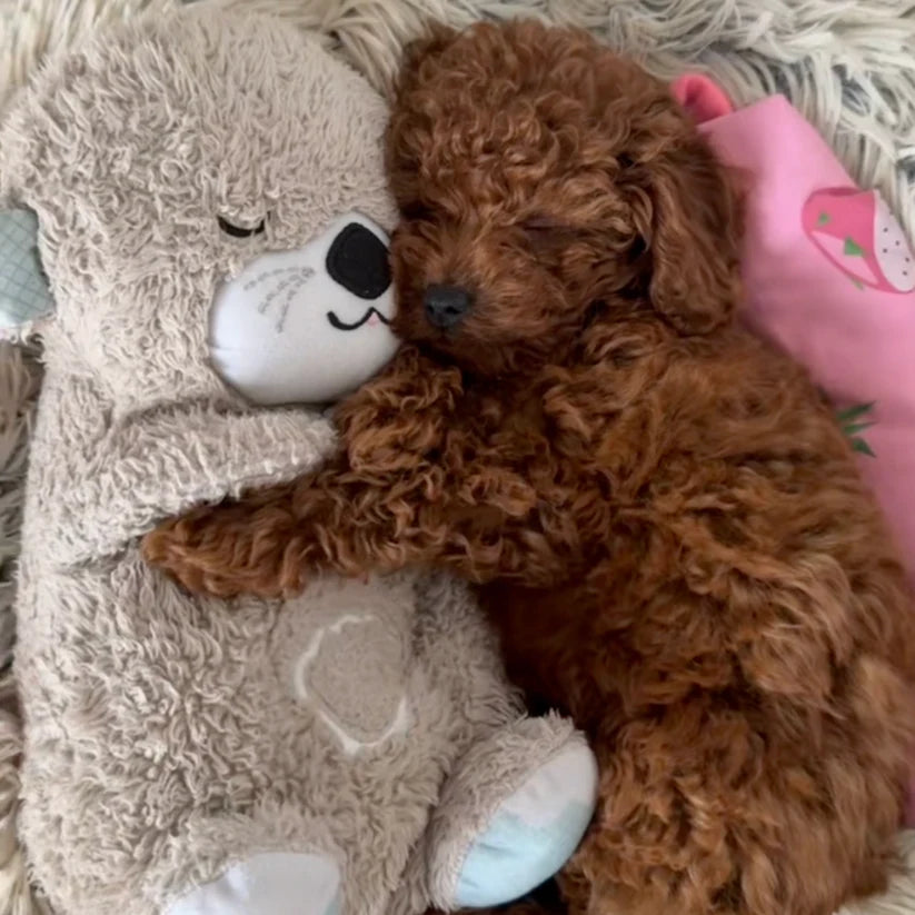Chewie, la loutre qui aide à respirer et à se calmer