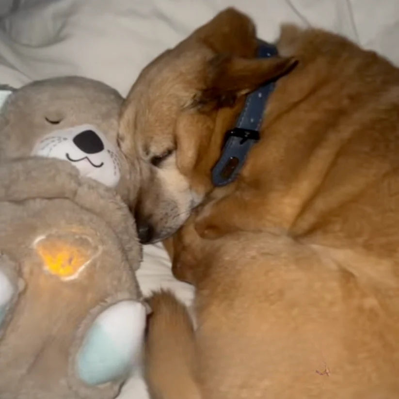 Chewie, la loutre qui aide à respirer et à se calmer